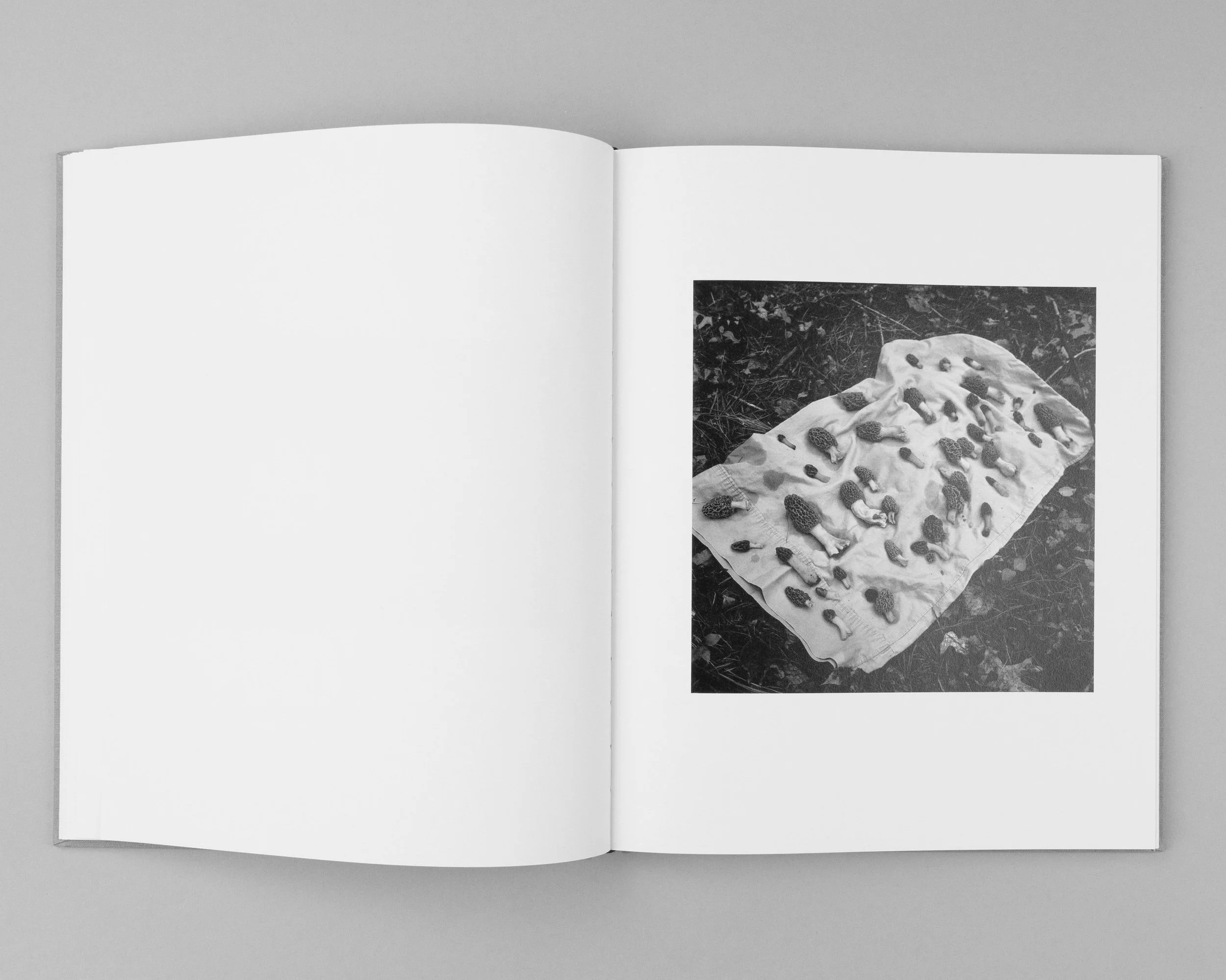 The Seraphim — Jesse Lenz